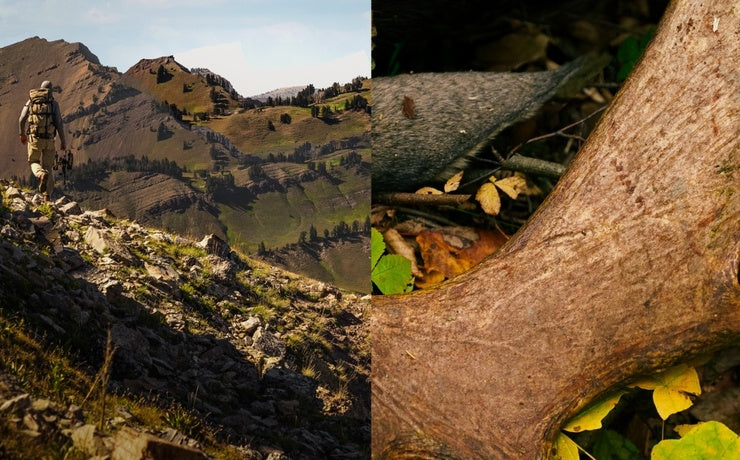 Two images: one of a person on a mountain trail and another of a moose antler with leaves.